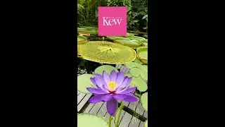 Exploring Kew Gardens | A Journey Through London&rsquo;s Famous Botanical Garden