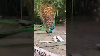 19 Peacock 🦚 Dance   #shorts