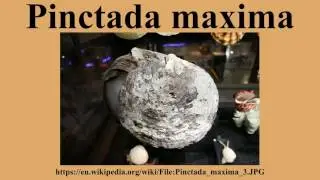Pinctada maxima