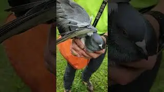 Wing Lock a Pigeon