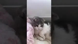 Lisa's cats Ig. Story ​update.