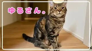 【ほっけ】お洋服苦手系男子。【アメショ】#猫