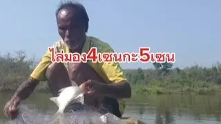 ไล่มอง หว่านแหหมานคัก