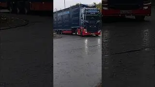 RW Stewart Livestock Haulage #truckdriver #truck