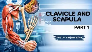 Clavicle and Scapula Part-1 | Upper Limb | by Dr. Farjana afrin