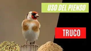 USAR PIENSO EN CANARIOS , JILGUEROS , TRUCO
