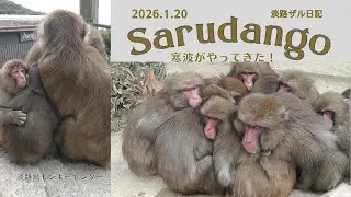 寒波が来た日❄️ぬくもりは丸くなる🐵さるだんご日和🍡淡路ザル日記 2026.1.20【淡路島モンキーセンター】
