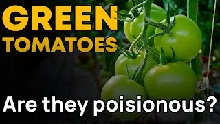 The Truth About Green Tomatoes: Are They Really Poisonous? 🍏