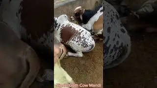 Sindhi Goth Cow Mandi | #youtubeshorts #shorts #ytshort #trending #viralvideo #shortvideo