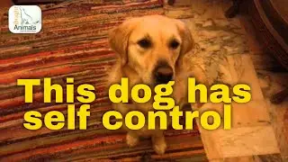 This dog has a lot of self control