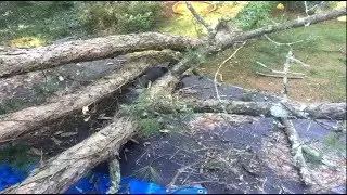 Tree Removal Service -  Atlanta Roofing  -  All American Roofing & Construction