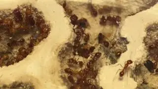 Pogonomyrmex californicus