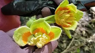 Ark Trail Nature Hike | 4-20-2019