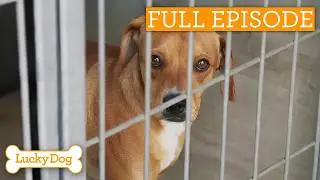 Abused Rescue Dog Finds Courage To Trust Again | Full Episode S4 Ep24 | Lucky Dog