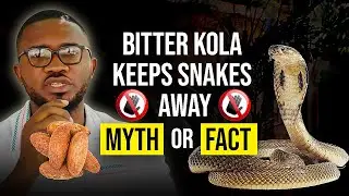 BITTER KOLA KEEPS SNAKES AWAY? LET&rsquo;S FIND OUT