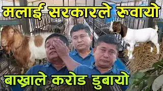 बाख्रा पाल्ने किसानको रुवाबासी भन्छन्, 'सरकारले मलाई पटकपटक मार्यो' रुँदारुदै सकियो ||kiranpaudel