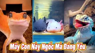 😆 Mấy Con Này Ngốc Mà Đáng Yêu 🥰 #thúcưng #vậtnuôi #chómèohàihước #funny #pets #cat #cute