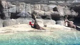 Walrus at Indianapolis Zoo