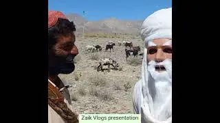 Old man ,Shepherd and Flock of Sheep #OldManShpherdAndSheep #Sheep #viral #Short #Video #Zaikvlogs