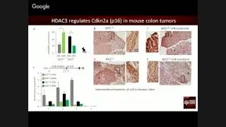 George H.W. Bush and &ldquo;No More Broccoli&rdquo; Revisited: Cancer Prevention Studies in Cells, Mice, and ...