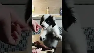 Rescued Puppy's First Food Review 😍 #shorts