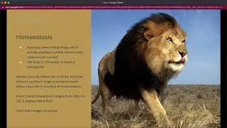 COLT - Lion - Aarav Mehta