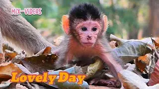 The Best of Baby Monkeys &ndash; Sweet & Funny Compilation!, @monkeynaturekh