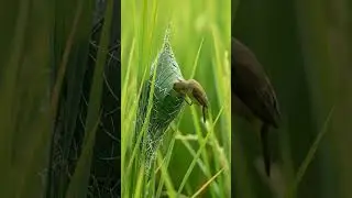Incredible! The Tailorbird's Invisible Nest in the Paddy  #birds  #vibrantbirds