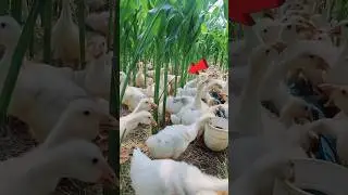 Ducks In Corn Fields 😨
