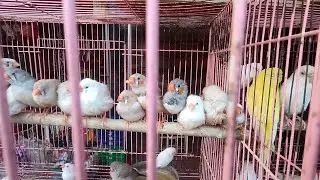 pets Shop Friday Market #viralvideo #trending #trendingshorts #pets #nature #naturelovers #chennai