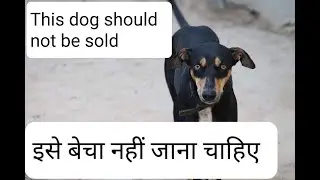 Kanni Dog | Native Indian Dog which should not be sold. Why ?