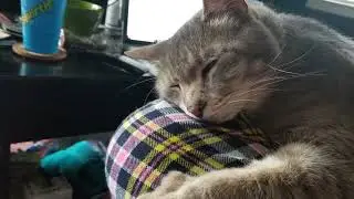 This clean laundry has been blessed by Cory. #SparklegleamFarm #Cory #farm #cat #catlovers #cute