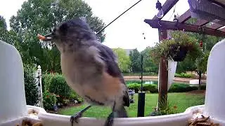 Titmouse on ClearView Deluxe Window Bird Feeder White prototype