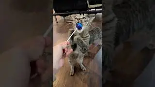Я тайком пронесла кошачью мяту в кошачье кафе.