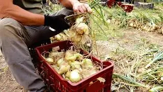 La R&eacute;colte des oignons doux des C&eacute;vennes AOP