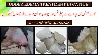 Udder Edema in Cows & Buffaloes | Easy Treatment at Home | Janwar Paal Veterinary Tips