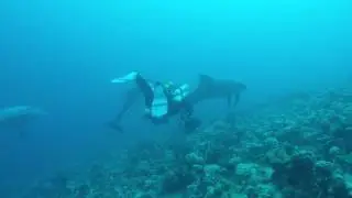 When dolphins attack