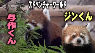 【与作君 ジンくんその後】まだ読めない行動・完全に慣れない?・アドベンチャーワールドのレッサーパンダ