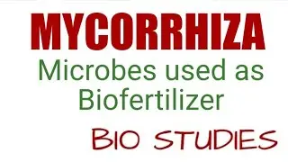 MYCORRHIZA--Mutualistic Association- Microbes  used as  Biofertiliser | Class 12| NEET