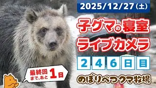 12月27日 子グマの寝室ライブカメラ　のぼりべつクマ牧場