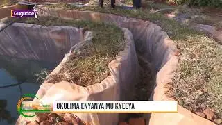 Okulima Enyanya Mu Kyeeya - 15 May- 2025