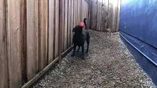 GGLRR Cocoa with ball 2