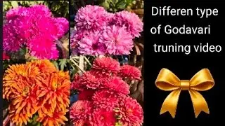 #Guldavari pruning and caring video 📷📸🌹