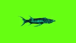 Green Screen Barracuda Fish Animation