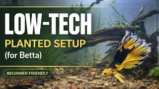Low Tech Planted Tank Setup for Betta Fish | Easy & Budget Friendly