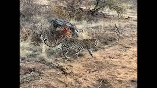 Leopard in Balule game reserve South Africa