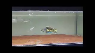 Чанна, прекрасный хищник #дикиеживотные