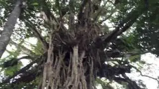 Cathedral Fig Tree, Danbulla