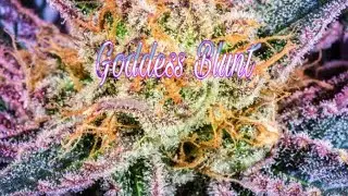 Herbal Blunt/Goddess Blunt 💎🌾🌱🧘🏽&zwj;♀️ #blunt #herbs #naturalist #highvibez #smoke #goddessblunt