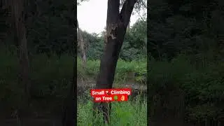 Small child monkey climbing on Tree 🌳 😅